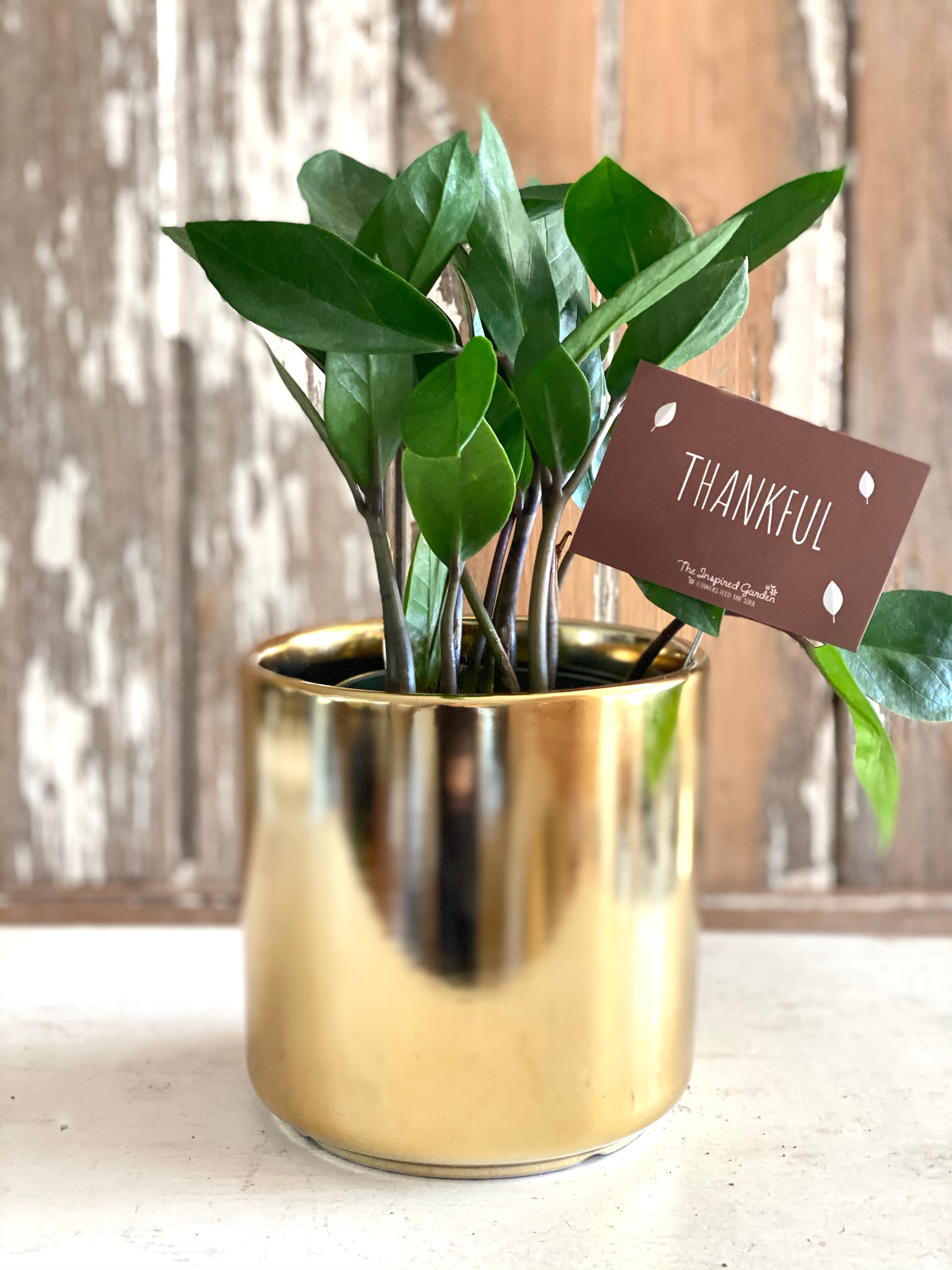 Thankful 4" ZZ Plant