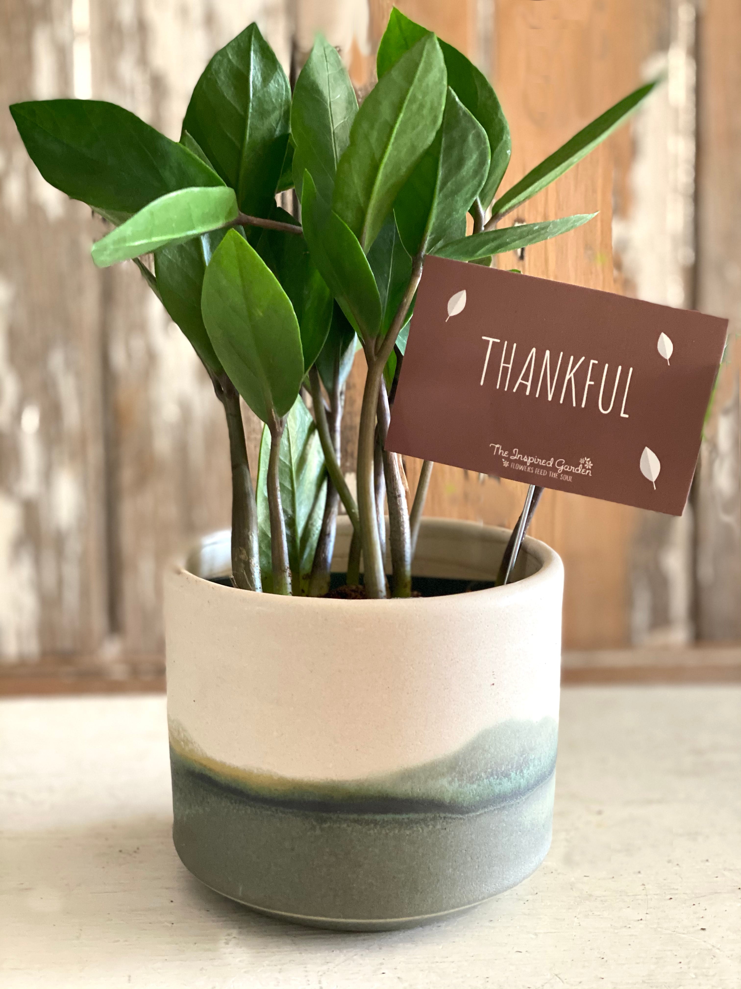 Thankful 4" ZZ Plant