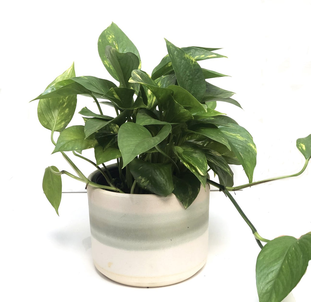 Inspired Pot Green Stripes ***40% off!***