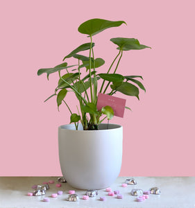 monstera pink plant Be Mine 6" Monstera in White Modern Egg Planter – The Inspired Garden