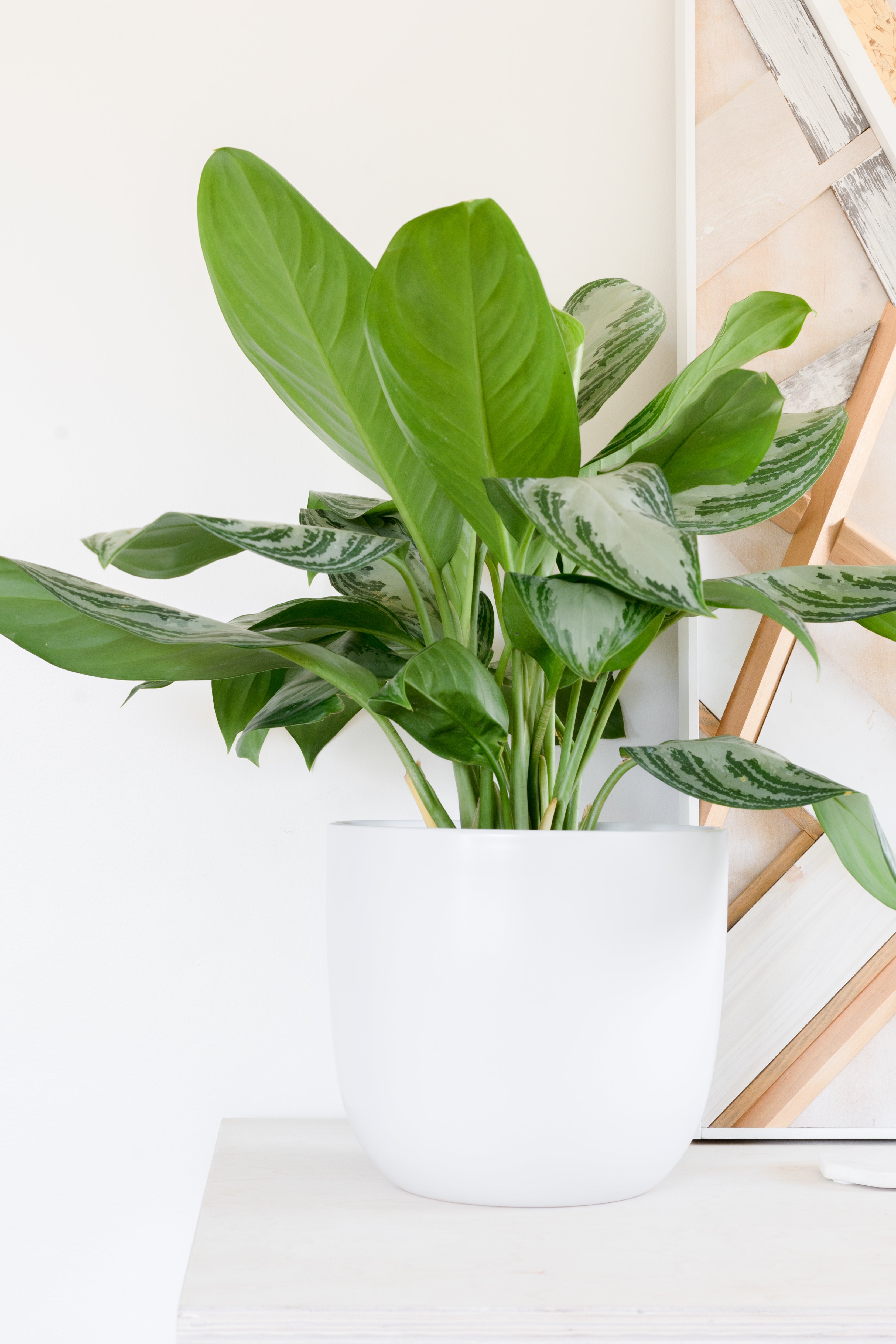 Holiday Modern Egg Planter