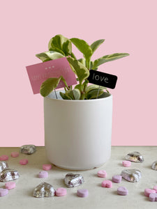 Be Mine 4" Peperomia Variegated in White PB Container