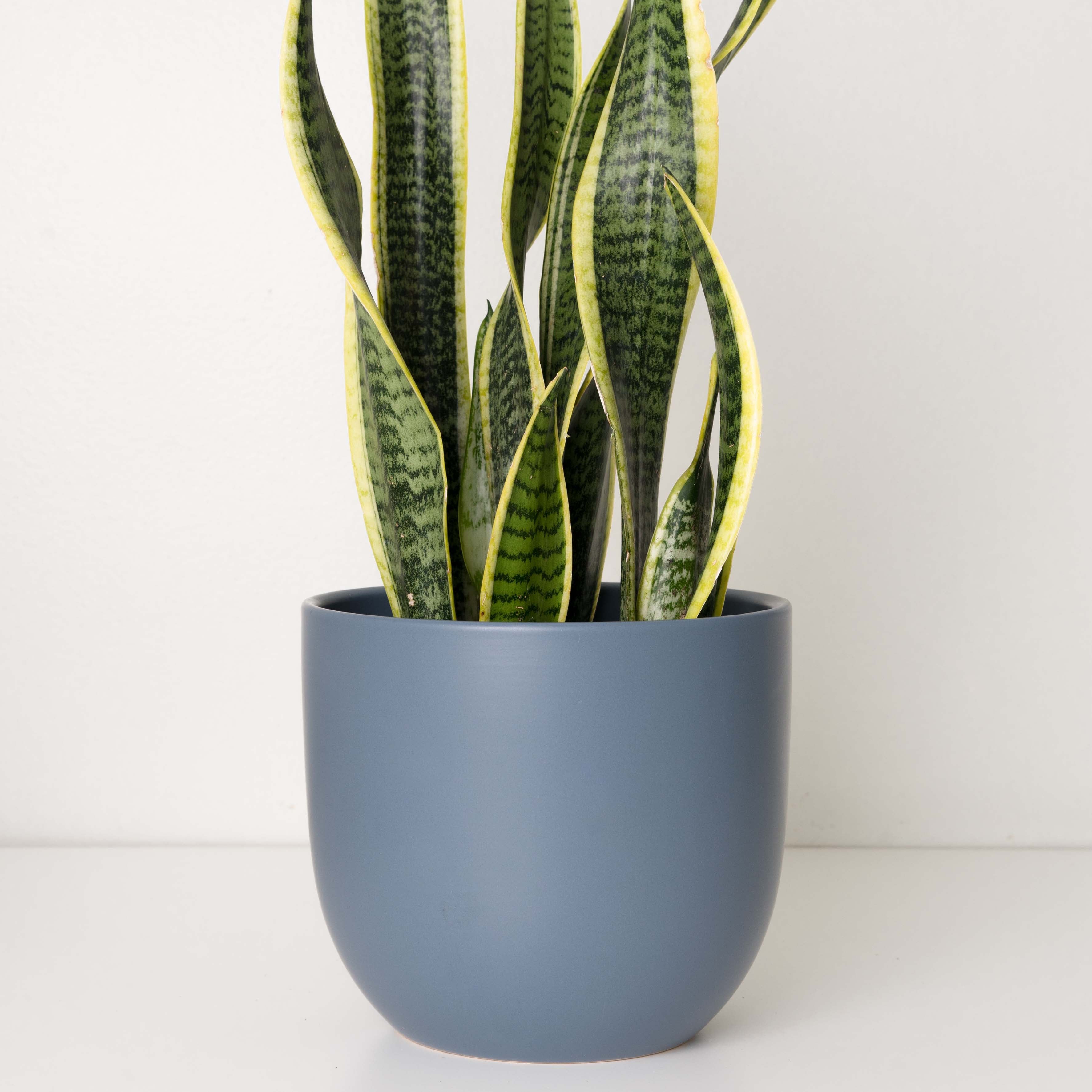 Holiday Modern Egg Planter