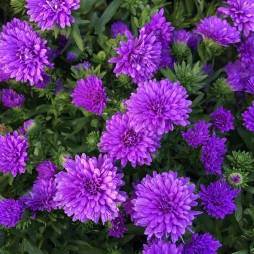 Asters Henry I Purple  PERENNIAL 4"