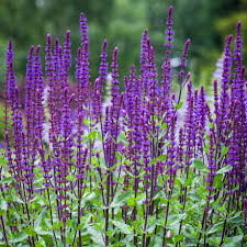 Salvia 'Caradonna'