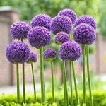 Allium bulbs (packs of 5)