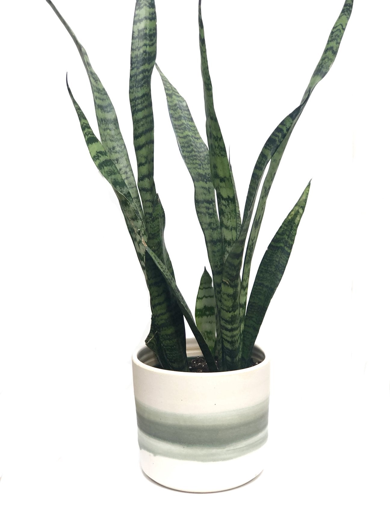 Inspired Pot Green Stripes ***40% off!***