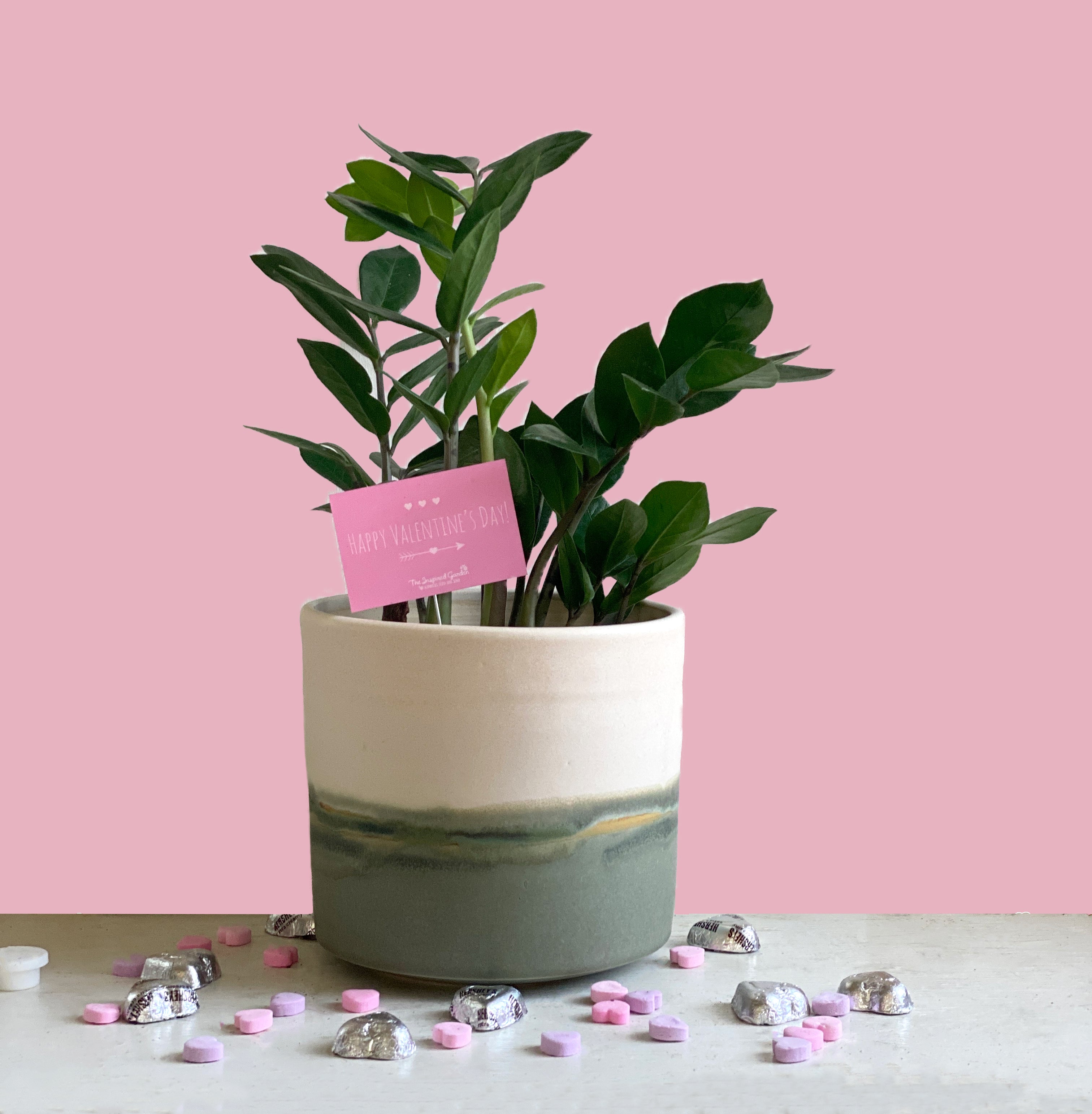 zz plant pink Be Mine 6" ZZ Plant in Inspired Pot – The Inspired Garden